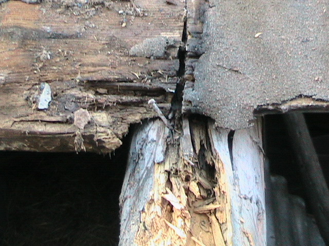 sarikas ja roovid.JPG