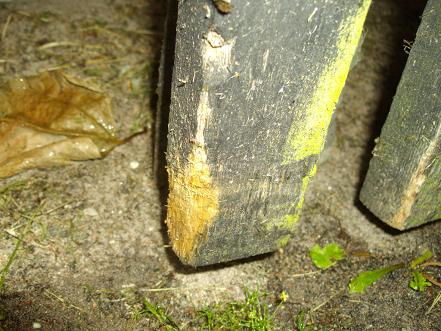 30 aastat vana aialipp trimmerikahjustustega.