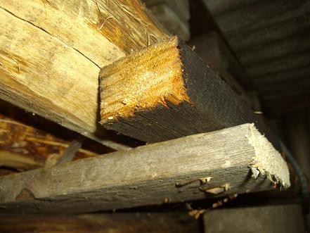 Katkisaetud vana/tarbetu aialipp toetamas planguvirna.